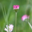 Oiseaux et fleurs au chalet - 009